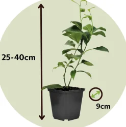 Plant In A Box Fruitiers Et Agrumes | - Mélange de citrons - set de 3 - citrus limon - hauteur 25-40cm - ⌀9cm
