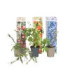 Plant In A Box - Mélange de plantes fruitières - set de 6 - actinidia vaccinium - h25-40cm - ⌀9cm Online