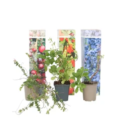Plant In A Box - Mélange de plantes fruitières - set de 6 - actinidia vaccinium - h25-40cm - ⌀9cm Online