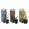 Plant In A Box Fruitiers Et Agrumes | - Mélange de plantes fruitières - set de 3 - lycium, vaccinium - h25-40cm - ⌀9cm