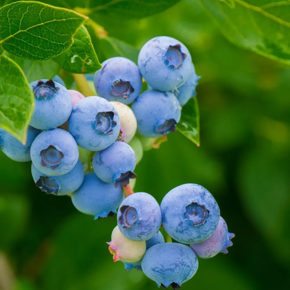 Plant In A Box Fruitiers Et Agrumes | - Mélange de plantes fruitières - set de 3 - lycium, vaccinium - h25-40cm - ⌀9cm