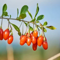 Plant In A Box Fruitiers Et Agrumes | - Mélange de plantes fruitières - set de 3 - lycium, vaccinium - h25-40cm - ⌀9cm