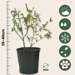 Plant In A Box Fruitiers Et Agrumes | - Mélange de plantes fruitières - set de 3 - lycium, vaccinium - h25-40cm - ⌀9cm