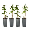 Plant In A Box - Mûrier - set de 4 - rubus fruticosus 'thornfree' - hauteur 50-60cm - ⌀15cm Sale