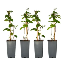 Plant In A Box - Mûrier - set de 4 - rubus fruticosus 'thornfree' - hauteur 50-60cm - ⌀15cm Sale