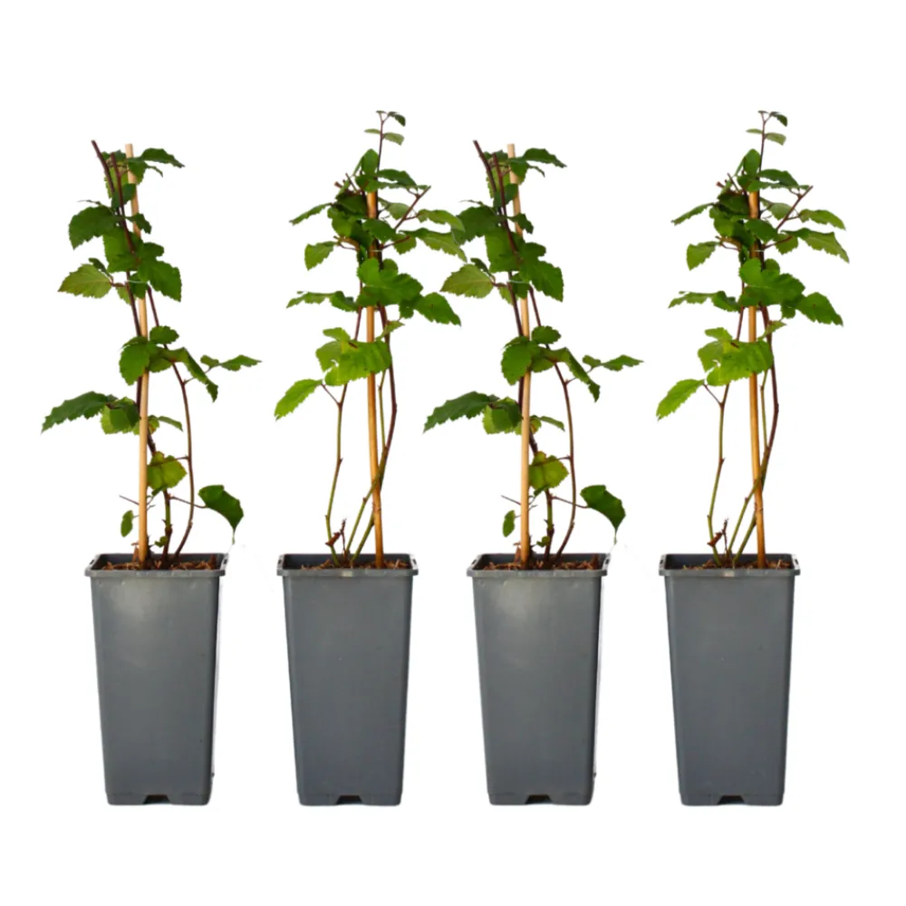 Plant In A Box - Mûrier - set de 4 - rubus fruticosus 'thornfree' - hauteur 50-60cm - ⌀15cm Sale