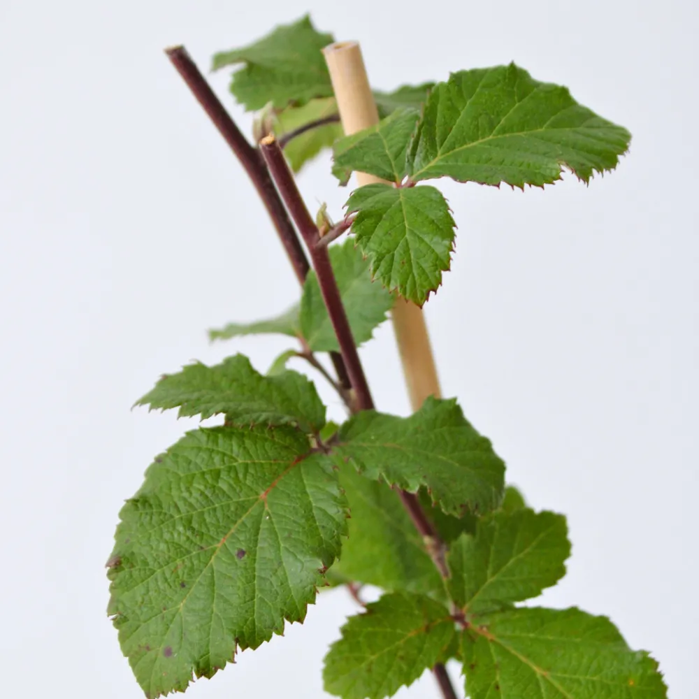 Plant In A Box - Mûrier - set de 4 - rubus fruticosus 'thornfree' - hauteur 50-60cm - ⌀15cm Sale