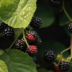 Plant In A Box - Mûrier - set de 4 - rubus fruticosus 'thornfree' - hauteur 50-60cm - ⌀15cm Sale