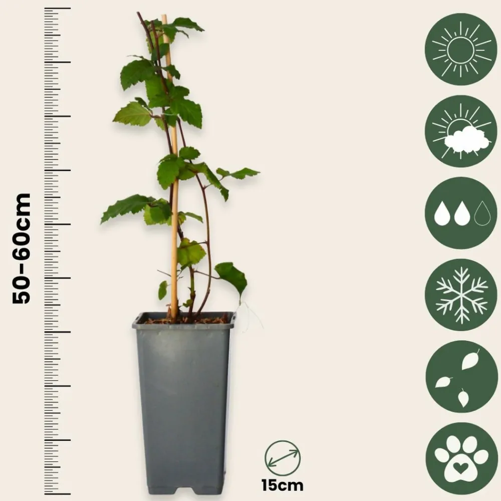 Plant In A Box - Mûrier - set de 4 - rubus fruticosus 'thornfree' - hauteur 50-60cm - ⌀15cm Sale