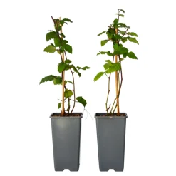 Plant In A Box - Mûrier - set de 2 - rubus fruticosus 'thornfree' - hauteur 50-60cm - ⌀15cm Hot