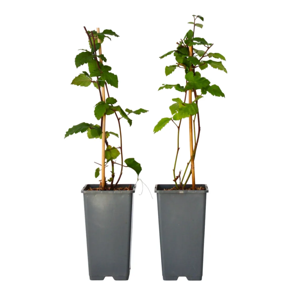 Plant In A Box - Mûrier - set de 2 - rubus fruticosus 'thornfree' - hauteur 50-60cm - ⌀15cm Hot