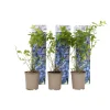 Plant In A Box Fruitiers Et Agrumes | - Myrtille - set de 6 - vaccinium corymbosum 'sunshine blue' - h25-40cm - ⌀9cm