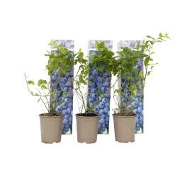 Plant In A Box Fruitiers Et Agrumes | - Myrtille - set de 6 - vaccinium corymbosum 'sunshine blue' - h25-40cm - ⌀9cm