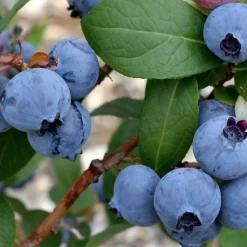 Plant In A Box Fruitiers Et Agrumes | - Myrtille - set de 6 - vaccinium corymbosum 'sunshine blue' - h25-40cm - ⌀9cm
