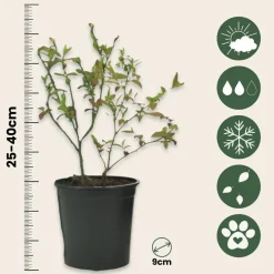 Plant In A Box Fruitiers Et Agrumes | - Myrtille - set de 6 - vaccinium corymbosum 'sunshine blue' - h25-40cm - ⌀9cm