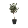 Plant In A Box - Olivier - olea europaea - hauteur 60-70cm - ⌀17cm Clearance