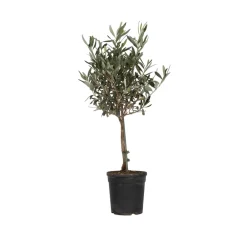 Plant In A Box - Olivier - olea europaea - hauteur 60-70cm - ⌀17cm Clearance