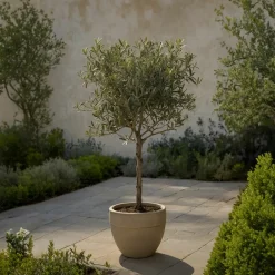 Plant In A Box - Olivier - olea europaea - hauteur 60-70cm - ⌀17cm Clearance