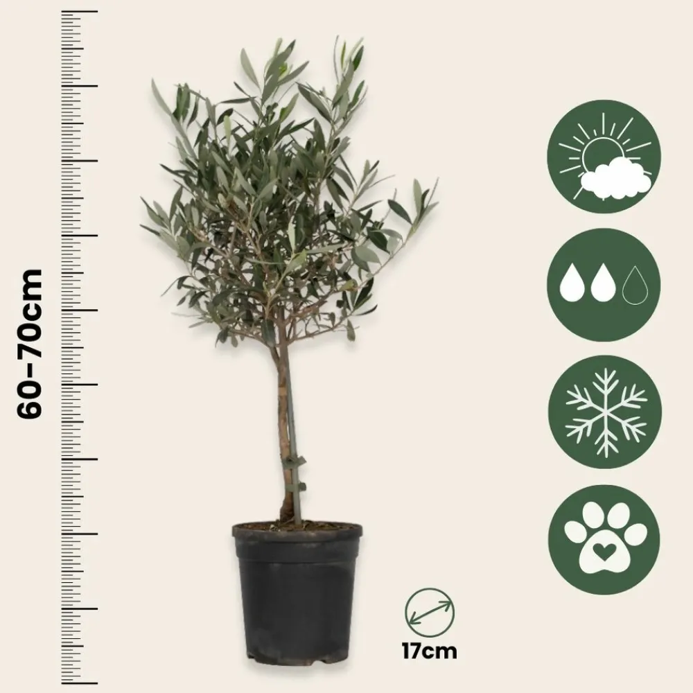 Plant In A Box - Olivier - olea europaea - hauteur 60-70cm - ⌀17cm Clearance