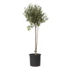 Plant In A Box Plantes Méditerranéennes | - Olivier - olea europaea - hauteur 80-90cm - ⌀19cm