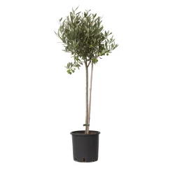 Plant In A Box Plantes Méditerranéennes | - Olivier - olea europaea - hauteur 80-90cm - ⌀19cm