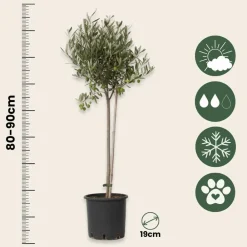 Plant In A Box Plantes Méditerranéennes | - Olivier - olea europaea - hauteur 80-90cm - ⌀19cm