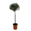 Plant In A Box Plantes Méditerranéennes | - Olivier - olea europaea - hauteur 155-170cm - ⌀27cm