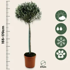 Plant In A Box Plantes Méditerranéennes | - Olivier - olea europaea - hauteur 155-170cm - ⌀27cm