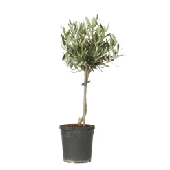 Plant In A Box Plantes Méditerranéennes | - Olivier - olea europaea - hauteur 45-55cm - ⌀14cm