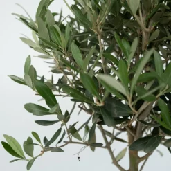 Plant In A Box Plantes Méditerranéennes | - Olivier - olea europaea - hauteur 45-55cm - ⌀14cm
