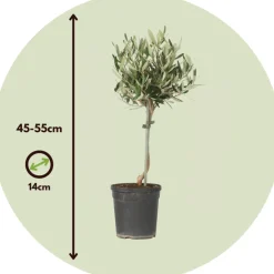 Plant In A Box Plantes Méditerranéennes | - Olivier - olea europaea - hauteur 45-55cm - ⌀14cm