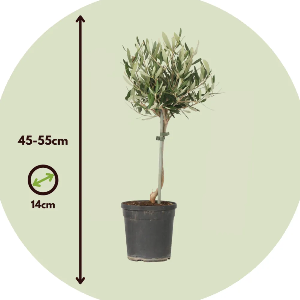 Plant In A Box Plantes Méditerranéennes | - Olivier - olea europaea - hauteur 45-55cm - ⌀14cm