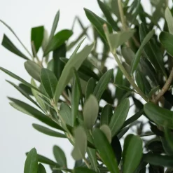 Plant In A Box - Olivier - set de 2 - olea europaea - hauteur 90-100cm - ⌀21cm Hot
