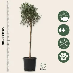 Plant In A Box - Olivier - set de 2 - olea europaea - hauteur 90-100cm - ⌀21cm Hot