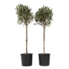 Plant In A Box Plantes Méditerranéennes | - Olivier - set de 2 - olea europaea - hauteur 90-100cm - ⌀21cm