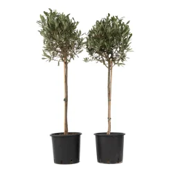 Plant In A Box Plantes Méditerranéennes | - Olivier - set de 2 - olea europaea - hauteur 90-100cm - ⌀21cm