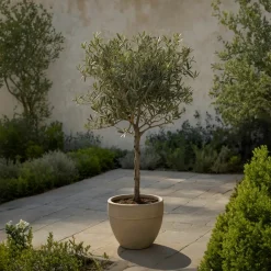 Plant In A Box Plantes Méditerranéennes | - Olivier - set de 2 - olea europaea - hauteur 90-100cm - ⌀21cm
