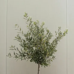 Plant In A Box Plantes Méditerranéennes | - Olivier - set de 2 - olea europaea - hauteur 90-100cm - ⌀21cm