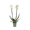 Plant In A Box Orchidées | - Orchidée papillon - phalaenopsis - hauteur 50-60cm - ⌀12cm