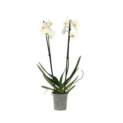 Plant In A Box Orchidées | - Orchidée papillon - phalaenopsis - hauteur 50-60cm - ⌀12cm