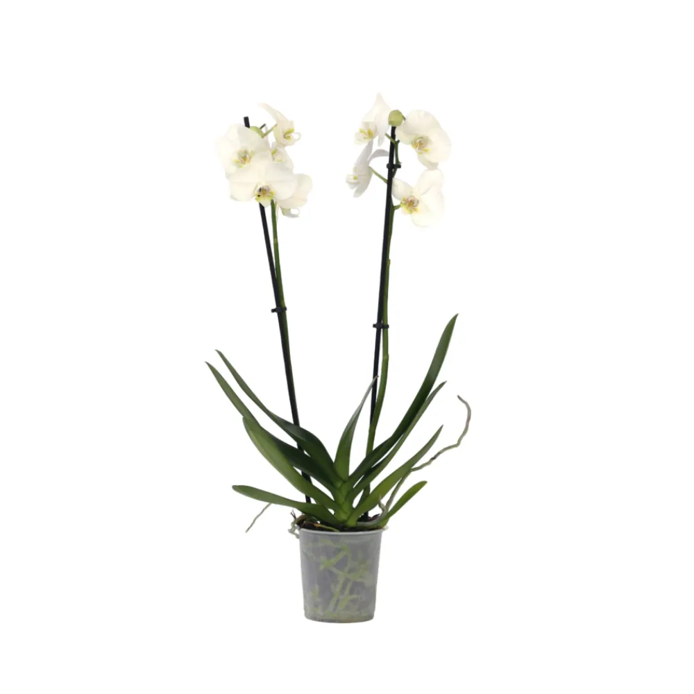 Plant In A Box Orchidées | - Orchidée papillon - phalaenopsis - hauteur 50-60cm - ⌀12cm
