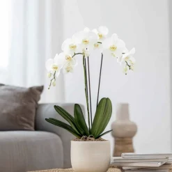 Plant In A Box Orchidées | - Orchidée papillon - phalaenopsis - hauteur 50-60cm - ⌀12cm