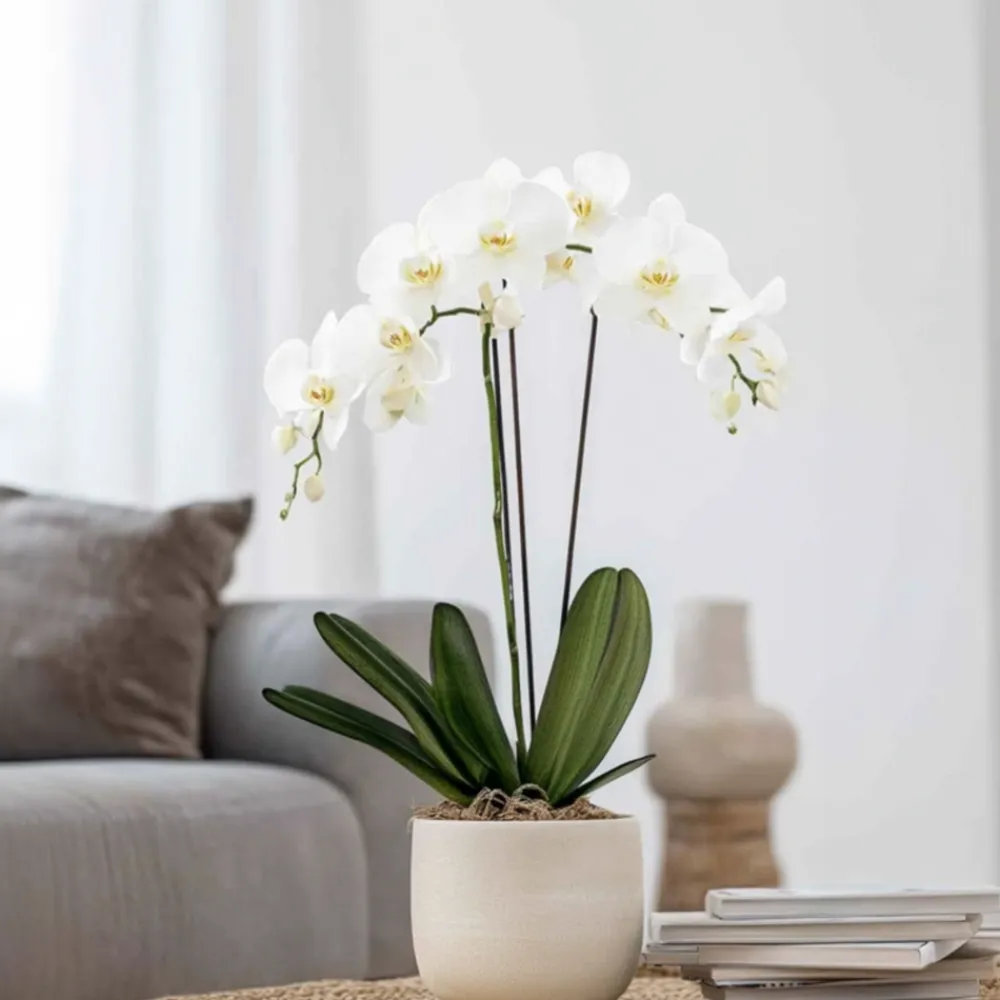 Plant In A Box Orchidées | - Orchidée papillon - phalaenopsis - hauteur 50-60cm - ⌀12cm