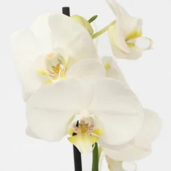 Plant In A Box Orchidées | - Orchidée papillon - phalaenopsis - hauteur 50-60cm - ⌀12cm
