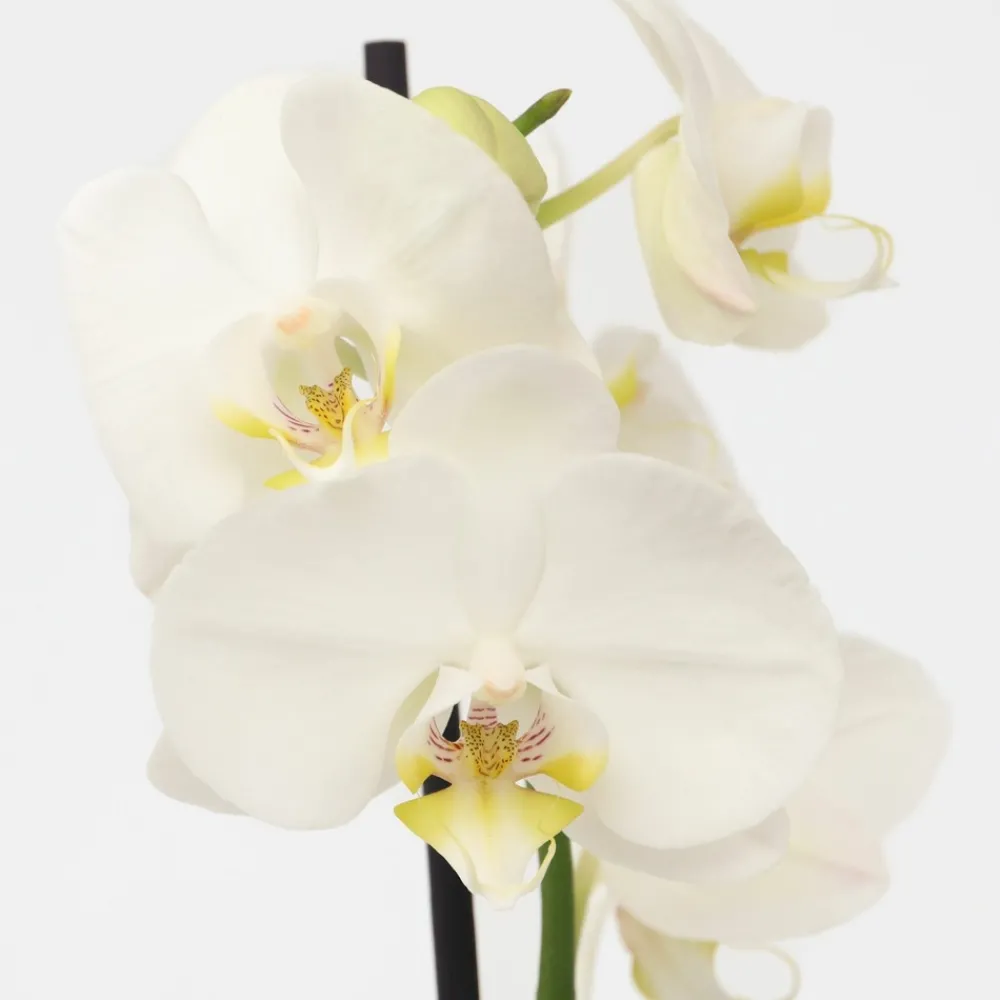 Plant In A Box Orchidées | - Orchidée papillon - phalaenopsis - hauteur 50-60cm - ⌀12cm