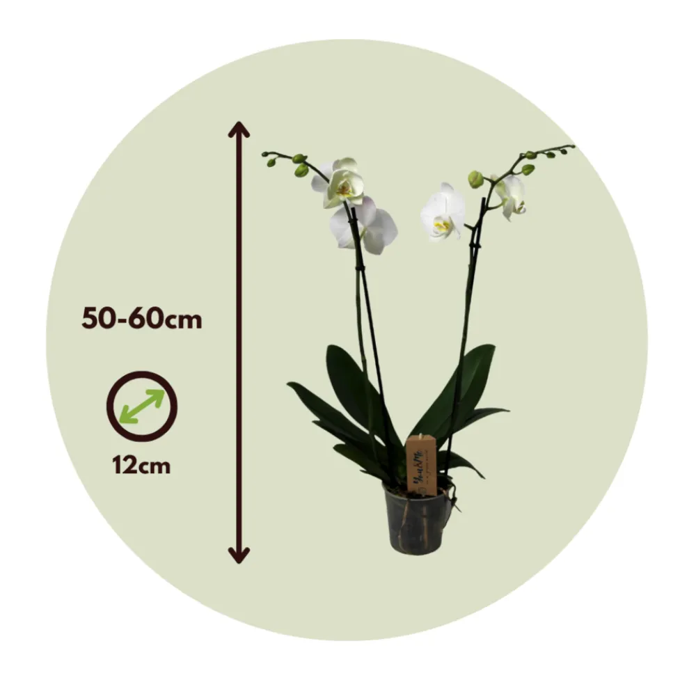 Plant In A Box Orchidées | - Orchidée papillon - phalaenopsis - hauteur 50-60cm - ⌀12cm
