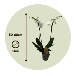 Plant In A Box Orchidées | - Orchidée papillon - phalaenopsis - hauteur 50-60cm - ⌀12cm