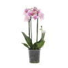 Plant In A Box Orchidées | - Orchidée papillon - phalaenopsis multiflora - hauteur 35-45cm - ⌀12cm