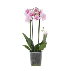 Plant In A Box Orchidées | - Orchidée papillon - phalaenopsis multiflora - hauteur 35-45cm - ⌀12cm