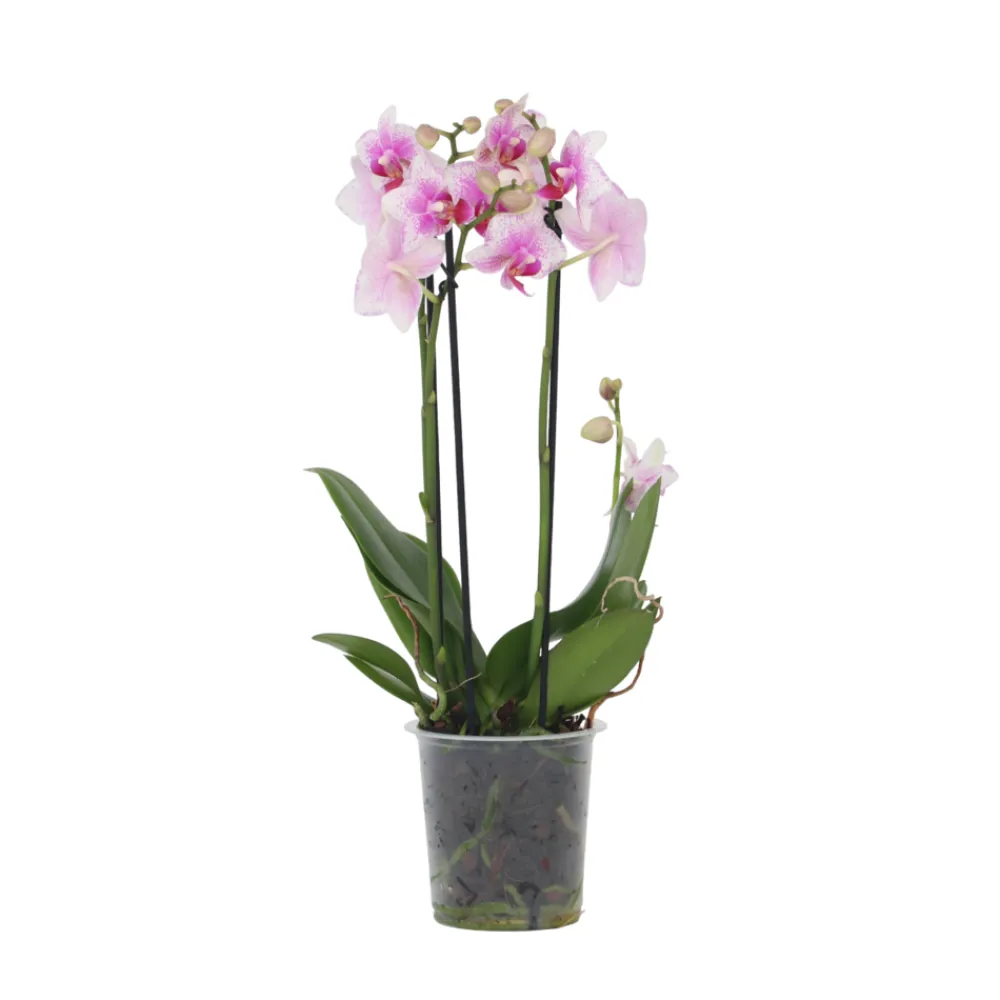 Plant In A Box Orchidées | - Orchidée papillon - phalaenopsis multiflora - hauteur 35-45cm - ⌀12cm